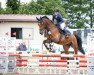 jumper Crysto Vh (German Sport Horse, 2013, from Cezaro)