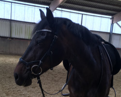 dressage horse Perikles B (German Riding Pony, 2001, from Pan Tau)