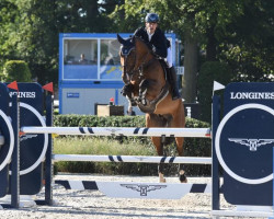 Springpferd UNSTOPPABLE DE LA POMME (Belgisches Warmblut, 2017, von Udarco van Overis)