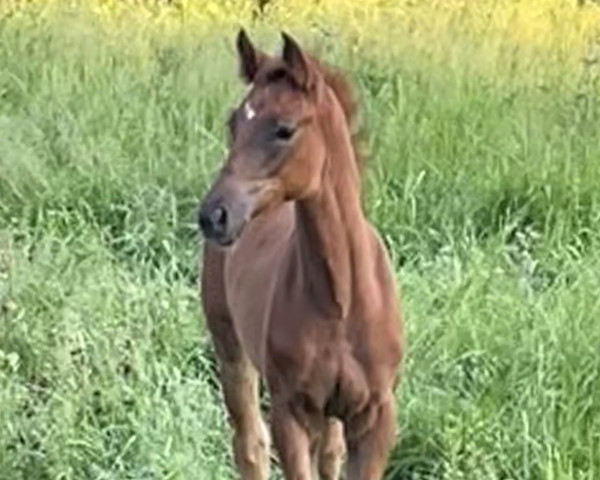 dressage horse De La Luna (Westphalian, 2023, from Dynamic Dream)