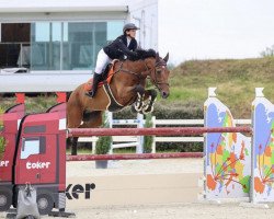 jumper Toxic Boy (Holsteiner, 2012, from Toulon)