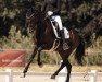 dressage horse Zuri Zamparella (Oldenburg, 2018, from Zonik)