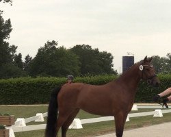 dressage horse Dragonfly D (German Riding Pony, 2020, from D-Power AT)