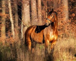 dressage horse Luigi (Bavarian, 2013, from Lord Leopold 7)