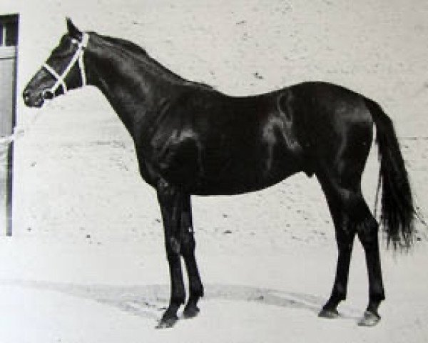 Pferd Oroso xx (Englisches Vollblut, 1953, von Tifinar xx)