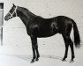 horse Oroso xx (Thoroughbred, 1953, from Tifinar xx)
