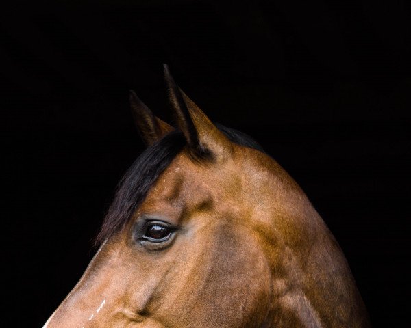 dressage horse Daily Hope (Oldenburg, 2011, from Damsey FRH)