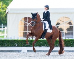 dressage horse Express (KWPN (Royal Dutch Sporthorse), 2009, from Vivaldi)