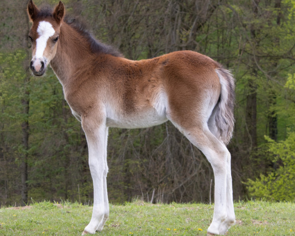 dressage horse Gizmos Lucky Dream (German Riding Pony, 2023, from Glück Auf A)