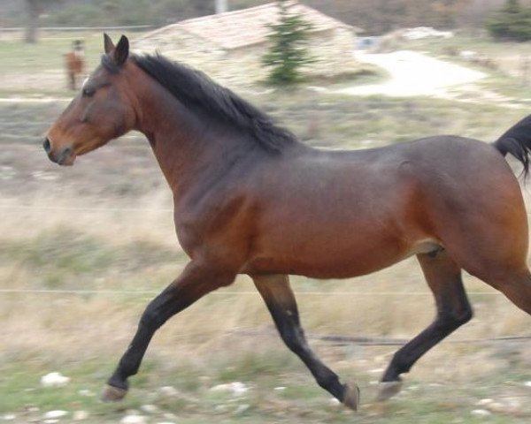 Deckhengst Amir de la Rochère (Französisches Pony, 1988, von Haouz ox)
