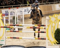 broodmare Coraline (Oldenburg show jumper, 2011, from Conthargos)