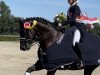 dressage horse Belle 50 (Hanoverian, 2013, from Beltano)