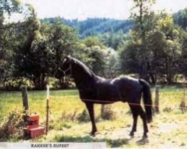 stallion Rakker's Rupert (New Forest Pony, 1975, from Holly Prince Rupert)