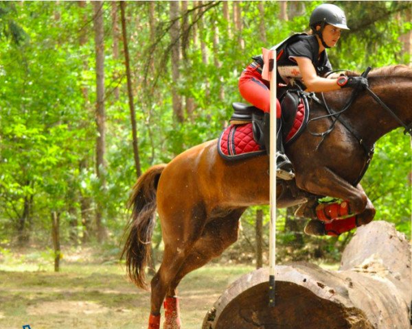 horse Vega de Tushita (French Pony, 2009, from Amir de la Rochère)