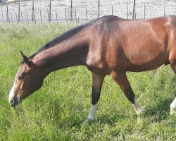 Springpferd Sanvaro Boy PZM (Schweizer Warmblut, 2021, von Sanvaro)