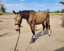 Pferd Charming von Albrecht (Deutsches Reitpony, 2021, von FS Chacco Blue)