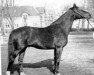 stallion Sweet Home xx (Thoroughbred, 1954, from Sicambre xx)