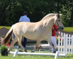 broodmare Feike (Fjord Horse, 2009, from Herko)