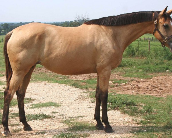 broodmare Lissa's Gold Legacy xx (Thoroughbred, 1999, from Glitter Please xx)