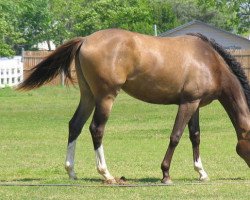 broodmare Chai Latte xx (Thoroughbred, 2005, from Guaranteed Gold xx)