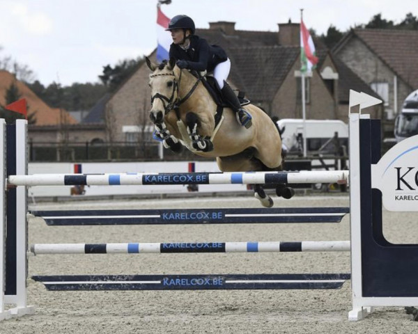 jumper Crazy Cinderella 2 (German Riding Pony, 2011, from FS Champion de Luxe)