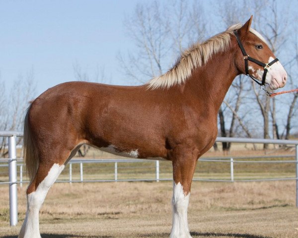 horse Baird's Maitland River Destiny (Clydesdale, 2020, from Willow Way Keenan)