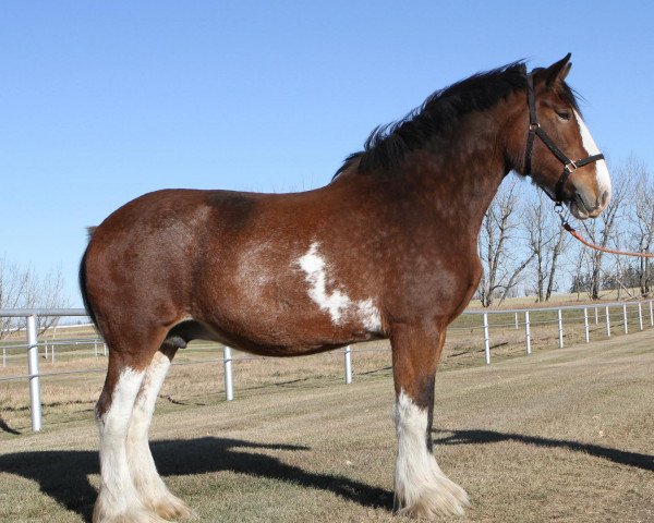 Zuchtstute Brunt-Hill Liberty (Clydesdale, 2008, von Willow Way Burke)