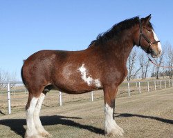 Zuchtstute Brunt-Hill Liberty (Clydesdale, 2008, von Willow Way Burke)