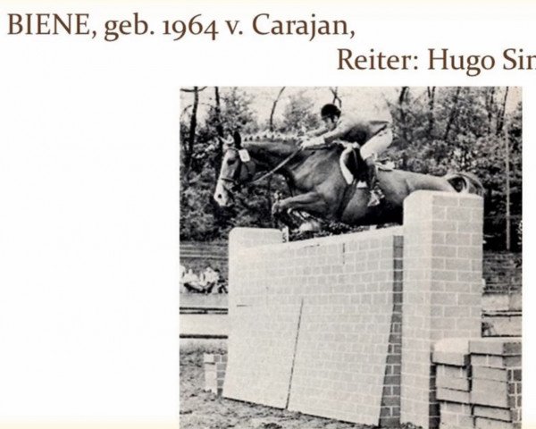 horse Biene (Trakehner, 1964, from Carajan)