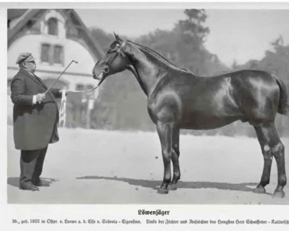 stallion Löwenjäger 1720 (Trakehner, 1922, from Löwe)