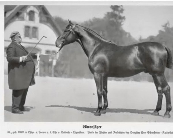 stallion Löwenjäger (Trakehner, 1922, from Loewe)