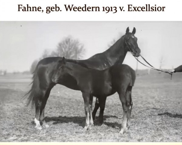 broodmare Fahne (Trakehner, 1913, from Excellsior)