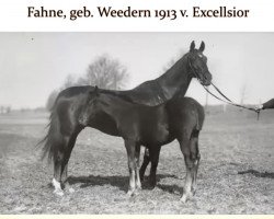 Zuchtstute Fahne (Trakehner, 1913, von Excellsior)