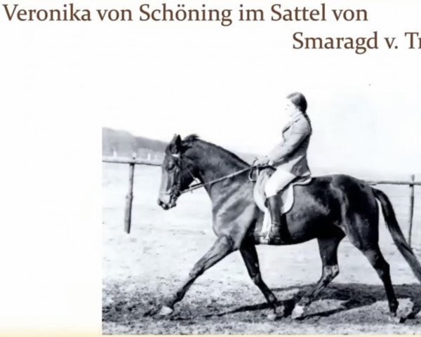 horse Smaragd (Trakehner,  , from Traumgeist xx)