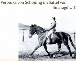 Pferd Smaragd (Trakehner,  , von Traumgeist xx)