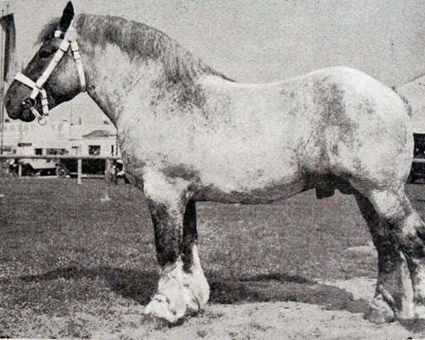 stallion Lothmann von Arendsdorf (Rhenish-German Cold-Blood, 1929, from Lothar III RS 651)