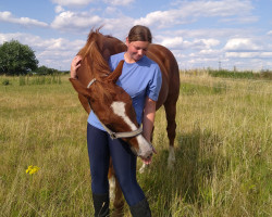 dressage horse Dylan 18 (Hanoverian, 2011, from Dauphin)