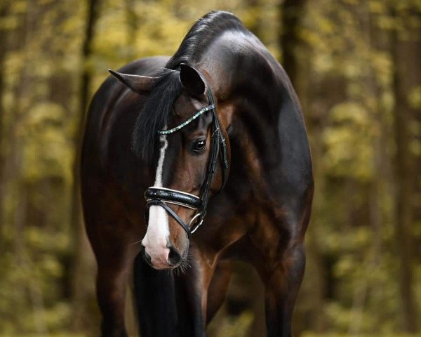 dressage horse Fürstin von Brobergen (Hanoverian, 2016, from Fürst Belissaro)