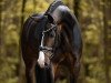 dressage horse Fürstin von Brobergen (Hanoverian, 2016, from Fürst Belissaro)