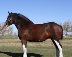 Zuchtstute Brunt-Hill Quansy (Clydesdale, 2013, von Cedarlane Ouray Warrior)