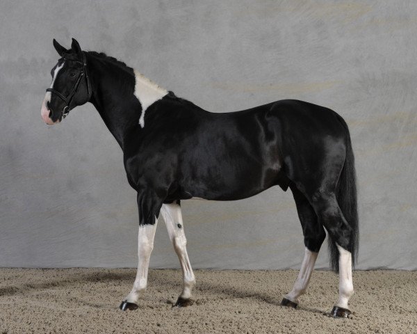 stallion Sioux du Godion (Selle Français, 2006, from L'Arc de Triomphe)