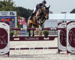 jumper Glassgo du Beaupre (Belgian Warmblood, 2012, from Qody de St Aubert)