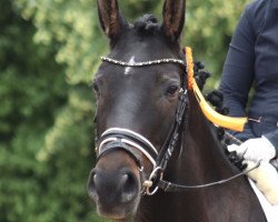 dressage horse Rio de Janeiro 30 (Hanoverian, 2017, from Bmc Roman Nature)