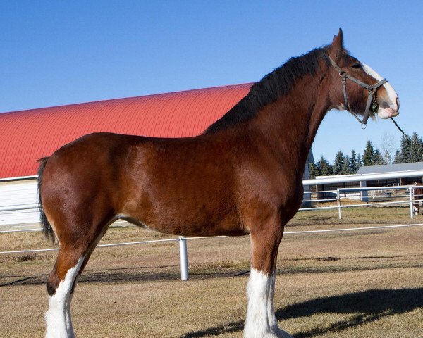 horse Brunt-Hill Sassie (Clydesdale, 2015, from Zorra Highland Designer)