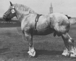 stallion Lothar III RS 651 (Brabant/Belgian draft horse, 1916, from Titan du Fosteau)