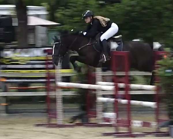 jumper Munsboro Bay Belle (Pony without race description, 2017)