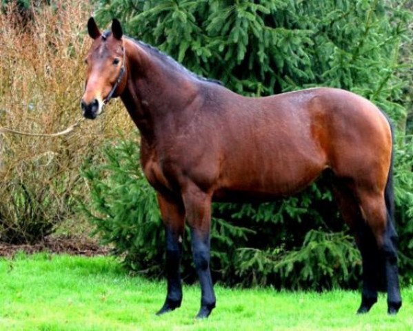 stallion L'Escarfast AA (Anglo-Arabs, 2000, from Fast AA)