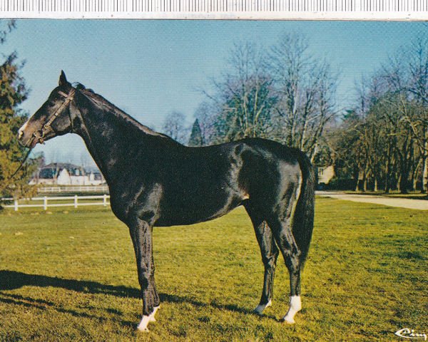 stallion Tiaia xx (Thoroughbred, 1969, from Nic xx)