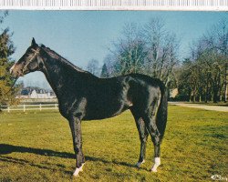 stallion Tiaia xx (Thoroughbred, 1969, from Nic xx)