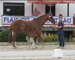 dressage horse Vitalo GA (Westphalian, 2023, from Vitalos FRH)